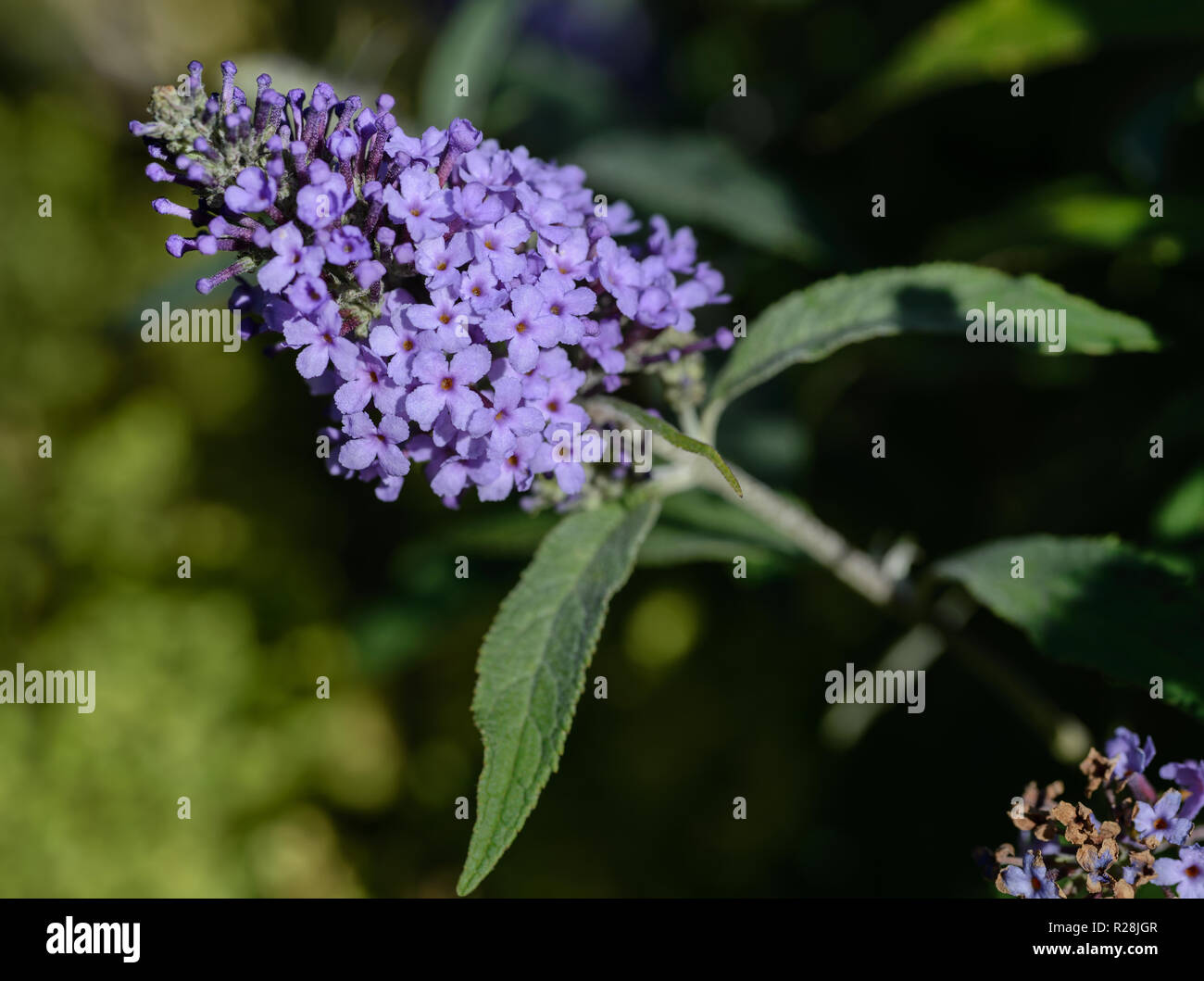 Buddleja davidii bloom blossom ` butterfly bush ´ ` buzz sky blue ´ Stock Photo